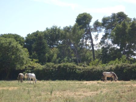 gites a saint remy de provence alpilles